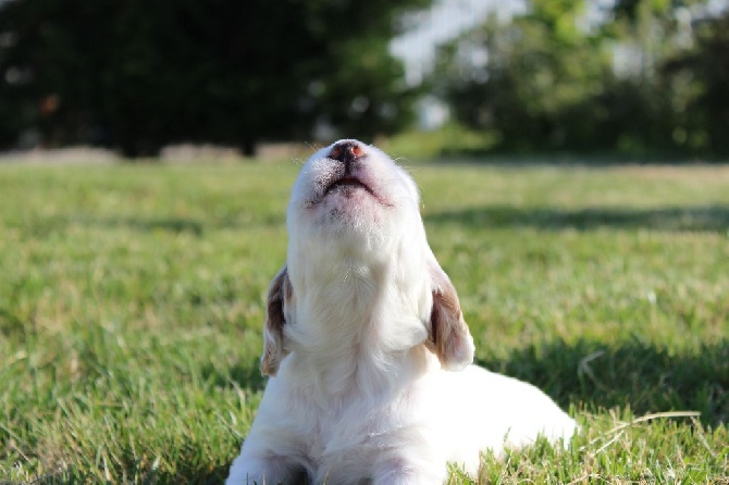 Iratiko - Quelques photos des chiots !