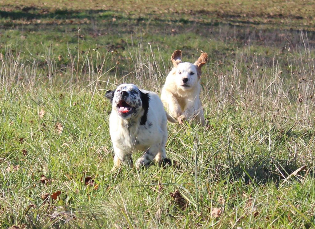 Iratiko - Chiots Hadja - Nolo