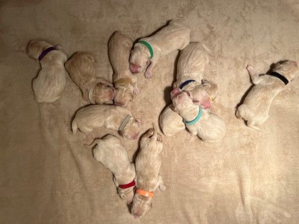 Naissance des chiots d'Umea et Sylvio