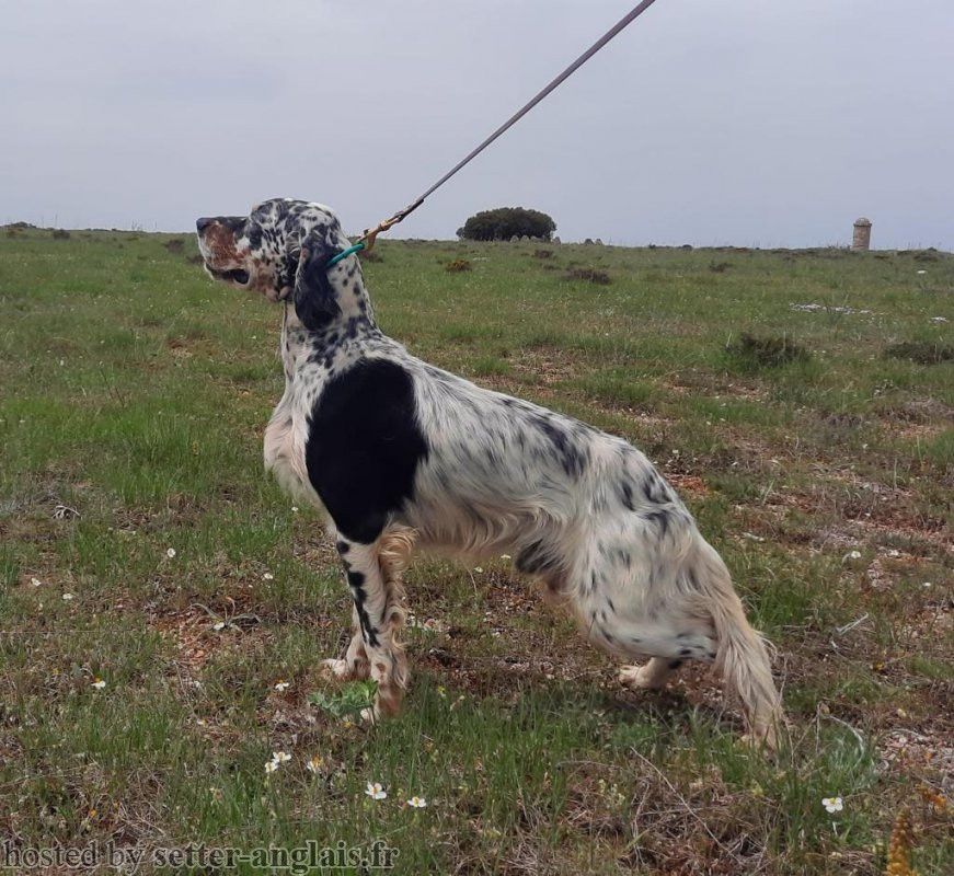 Saillie Dendaberri Xenon X Iratiko Malaga