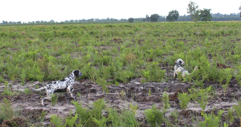 Iratiko - Débourrage des chiots issus de Hadja et Nolo