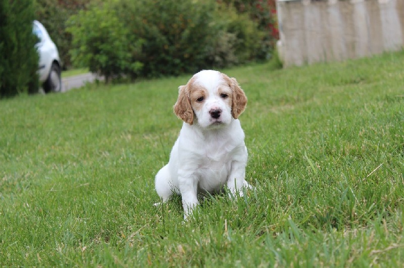 Chiots Hadja X Marc