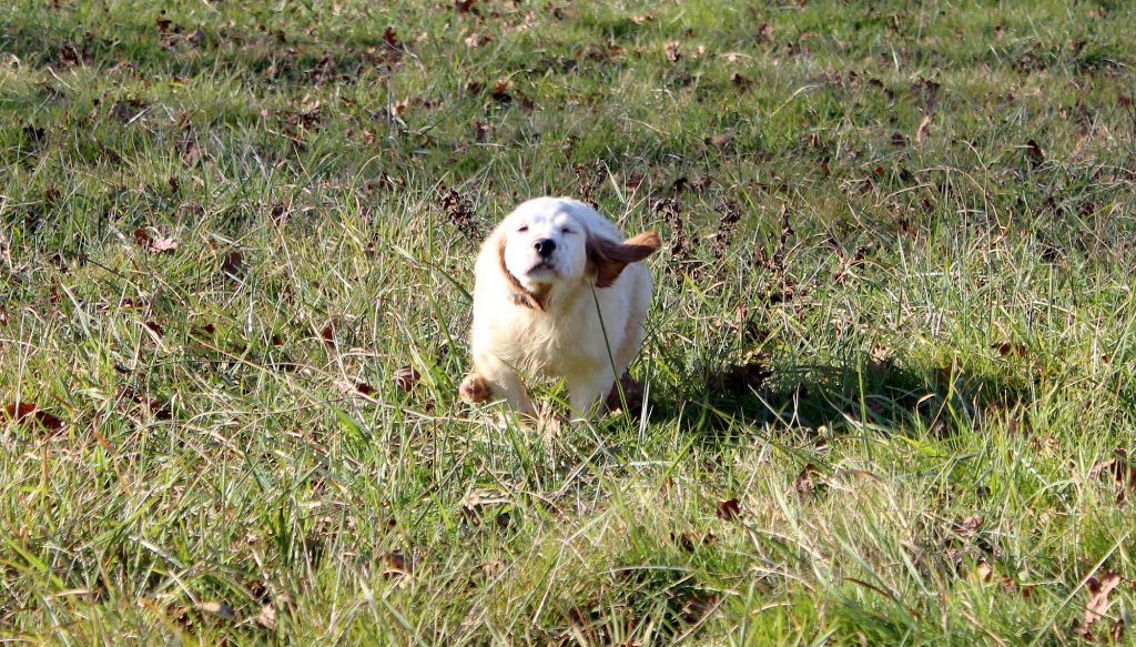 Chiots Hadja - Nolo