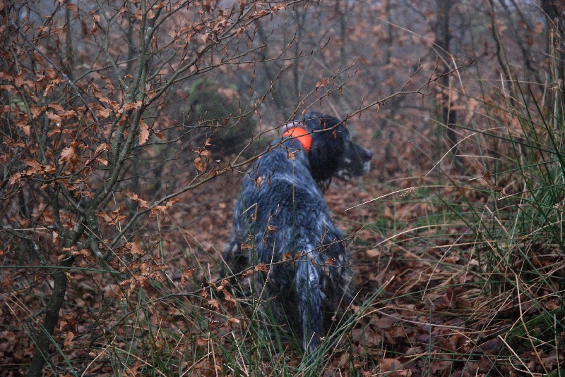 Chasse