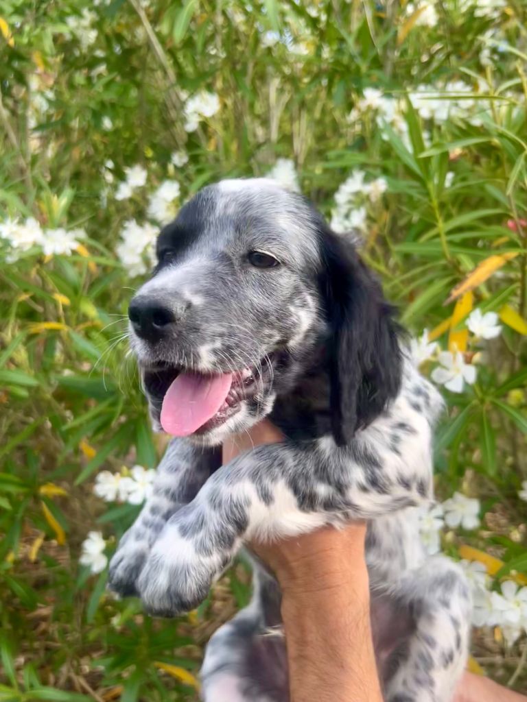 Iratiko - Chiots disponibles - Setter Anglais