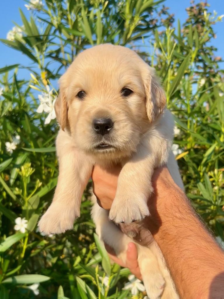 Iratiko - Chiots disponibles - Golden Retriever