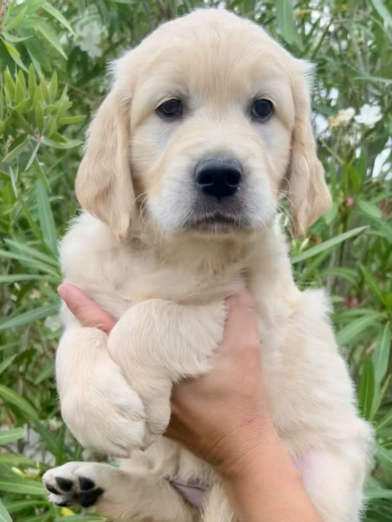 Iratiko - Chiots disponibles - Golden Retriever