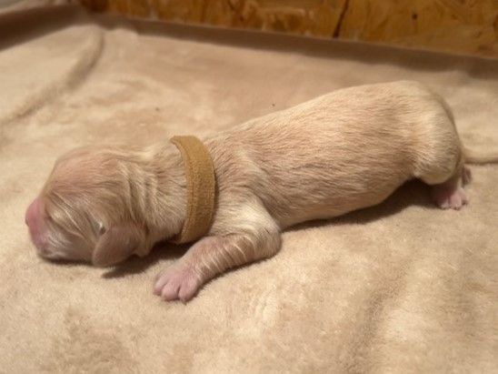 Iratiko - Chiots disponibles - Golden Retriever