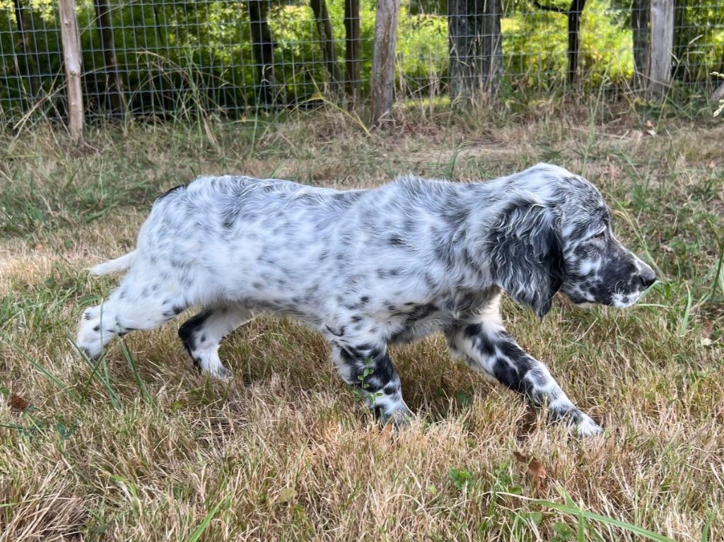 Iratiko - Chiots disponibles - Setter Anglais