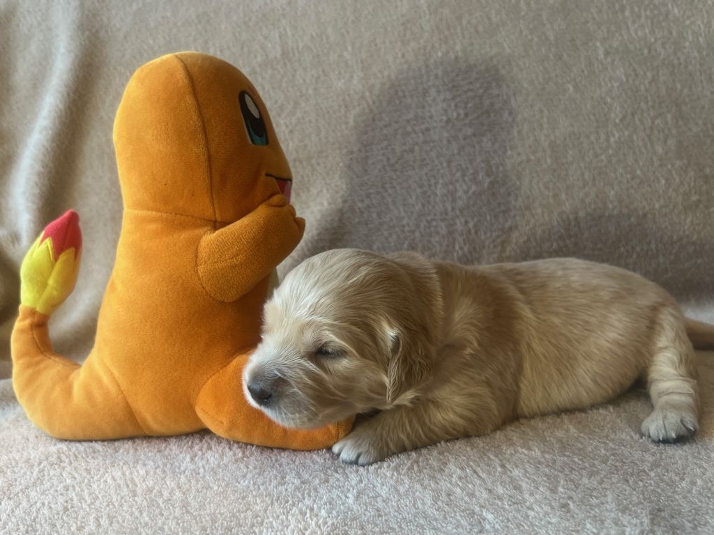 Iratiko - Chiots disponibles - Golden Retriever