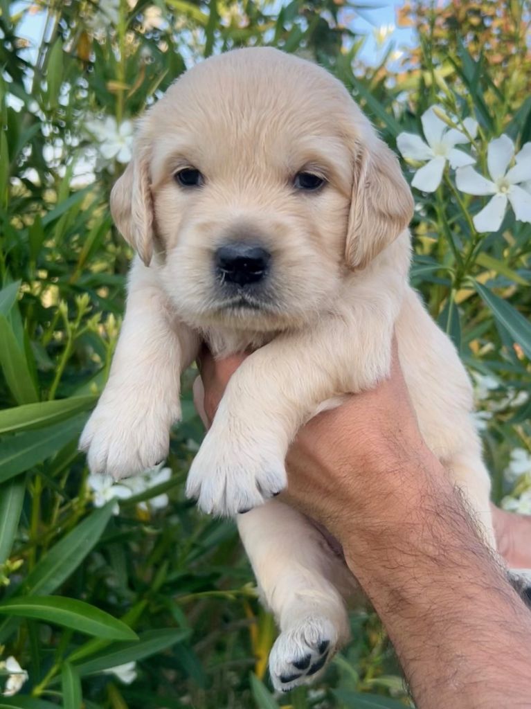 Iratiko - Chiots disponibles - Golden Retriever