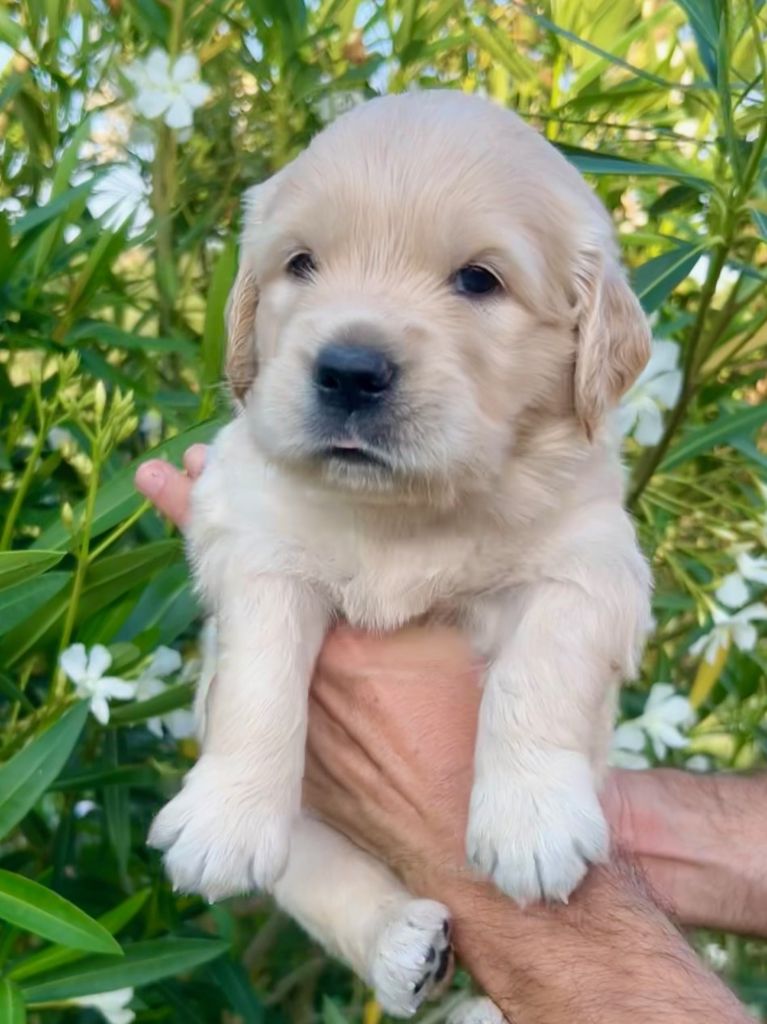 Iratiko - Chiots disponibles - Golden Retriever
