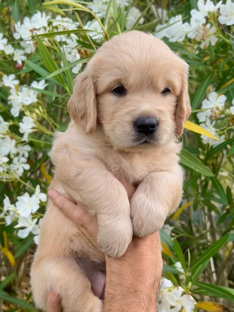 Cachorro Golden Retriever Iratiko