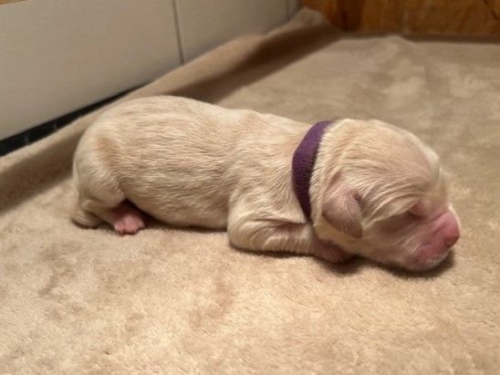 Iratiko - Chiots disponibles - Golden Retriever