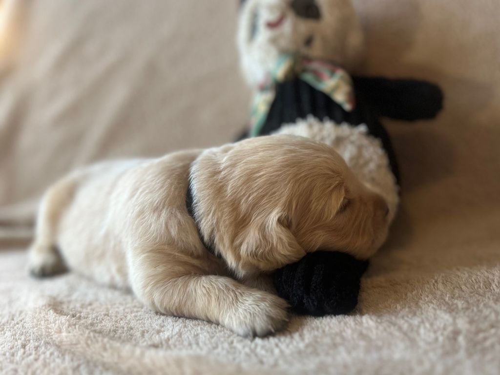 Iratiko - Chiots disponibles - Golden Retriever