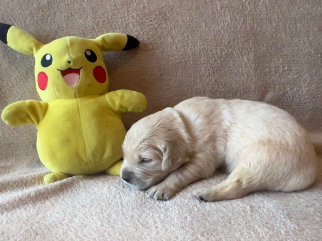 Iratiko - Chiots disponibles - Golden Retriever
