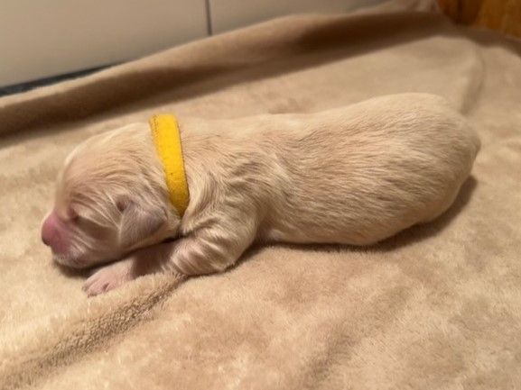 Iratiko - Chiots disponibles - Golden Retriever