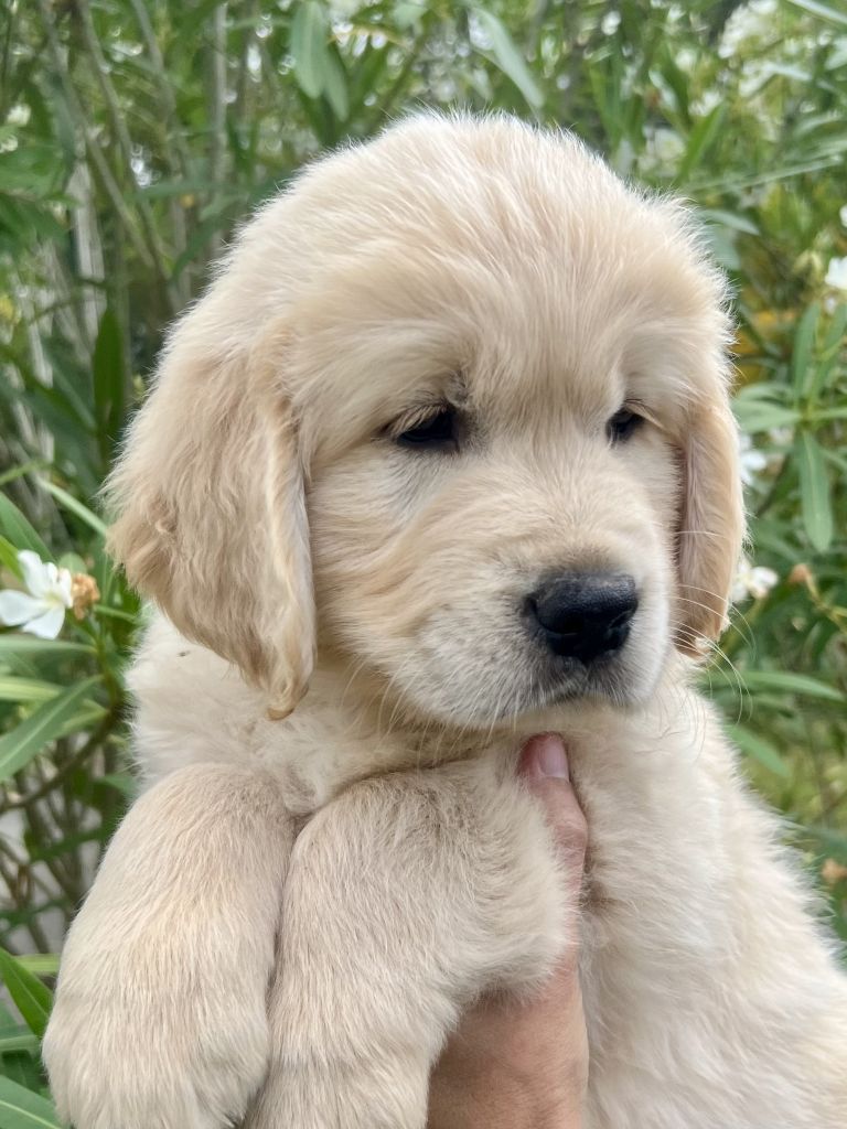 Iratiko - Chiots disponibles - Golden Retriever