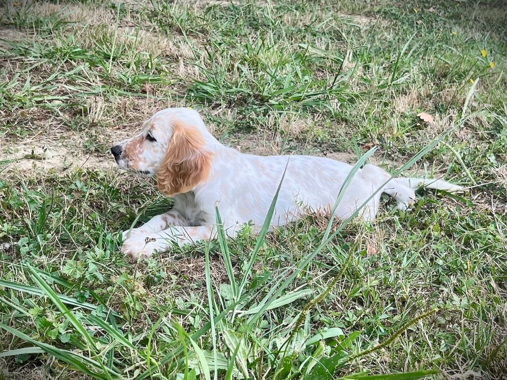Iratiko - Chiots disponibles - Setter Anglais