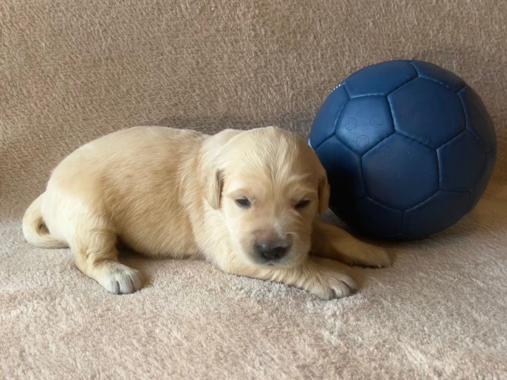 Iratiko - Chiots disponibles - Golden Retriever