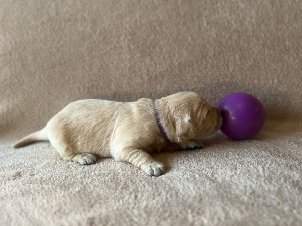 Iratiko - Chiots disponibles - Golden Retriever