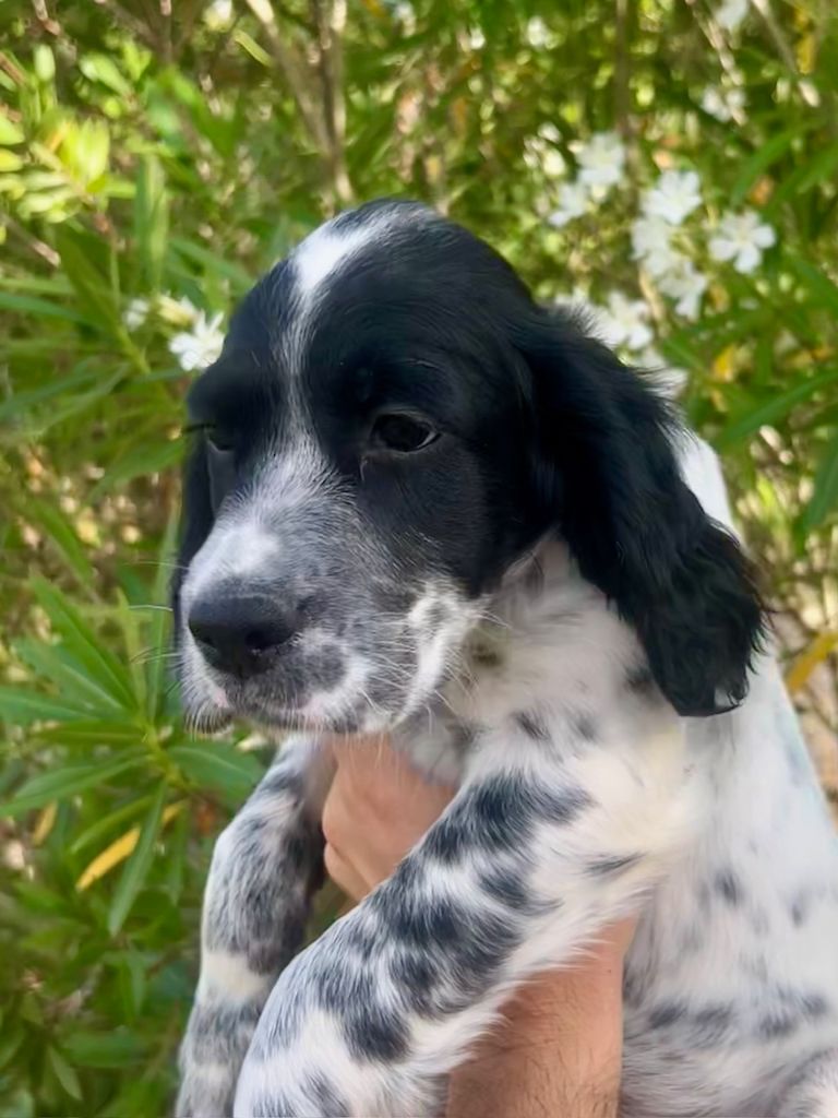 Iratiko - Chiots disponibles - Setter Anglais