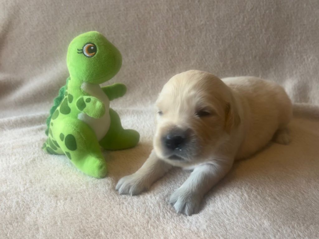 Iratiko - Chiots disponibles - Golden Retriever