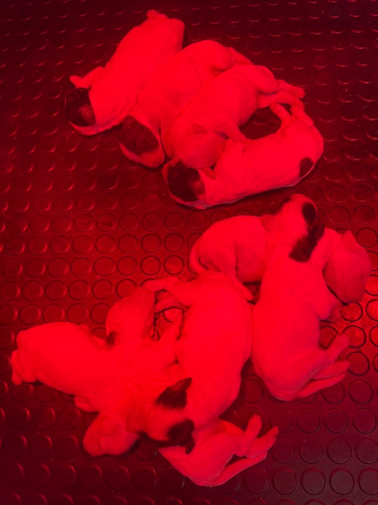 Iratiko - Chiots disponibles - Setter Anglais