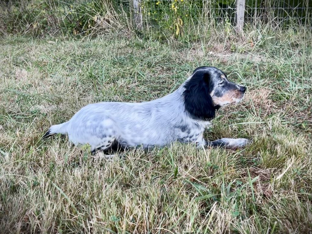 Iratiko - Chiots disponibles - Setter Anglais