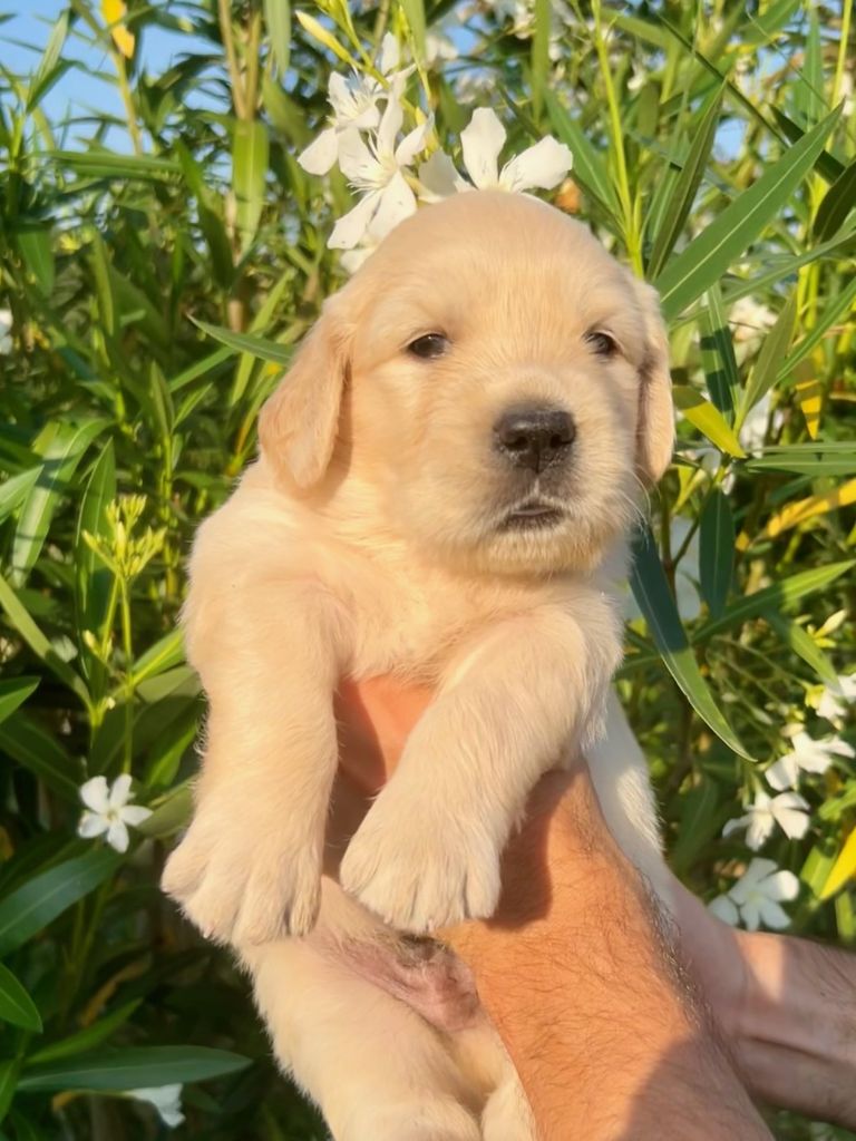 Iratiko - Chiots disponibles - Golden Retriever