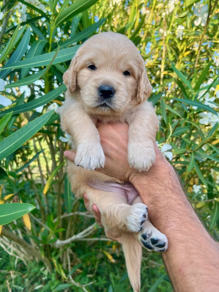 Iratiko - Chiots disponibles - Golden Retriever