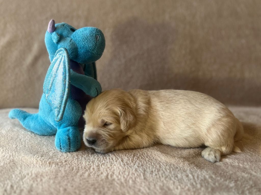 Iratiko - Chiots disponibles - Golden Retriever