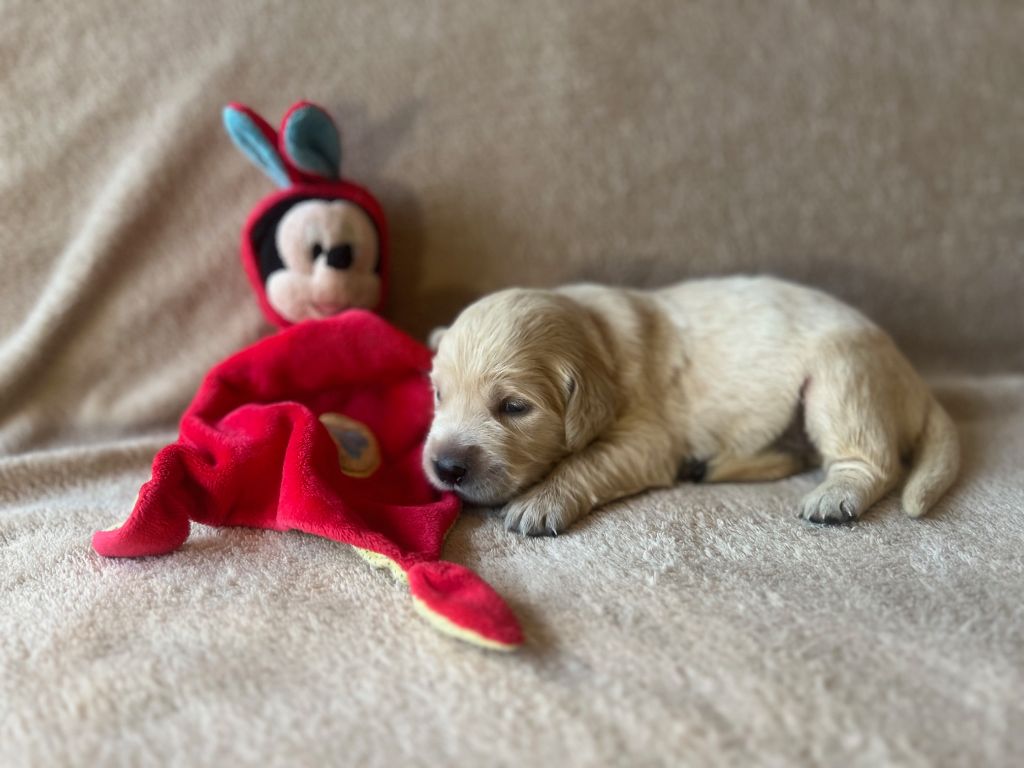Iratiko - Chiots disponibles - Golden Retriever