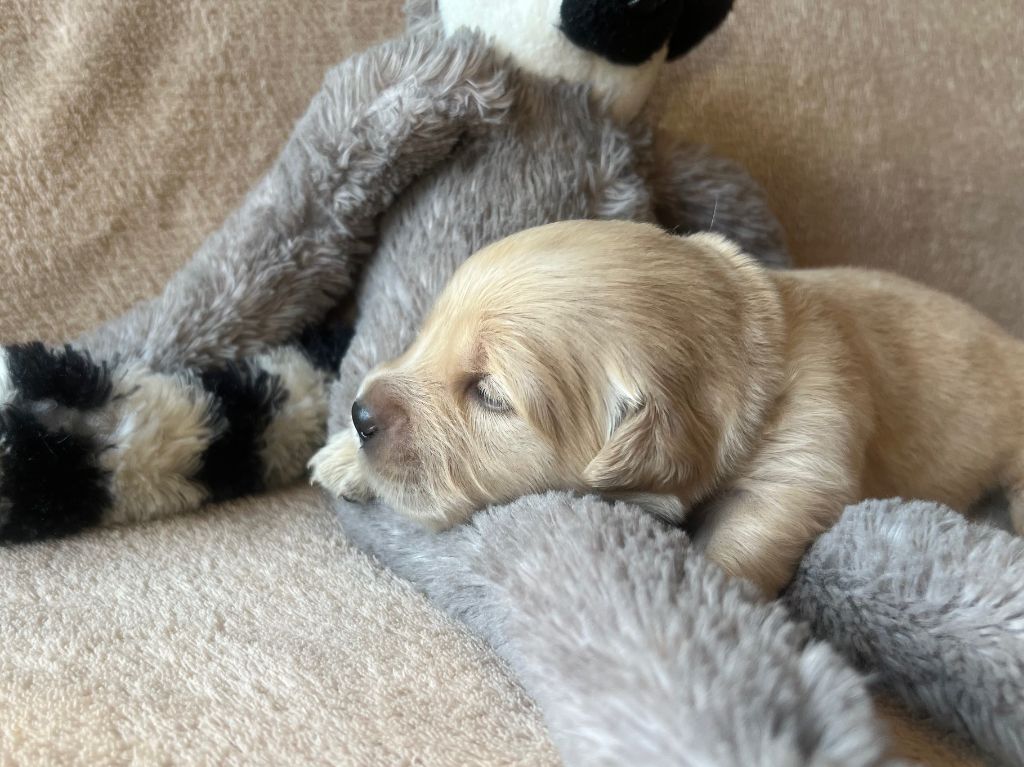 Iratiko - Chiots disponibles - Golden Retriever