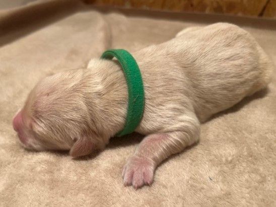 Iratiko - Chiots disponibles - Golden Retriever