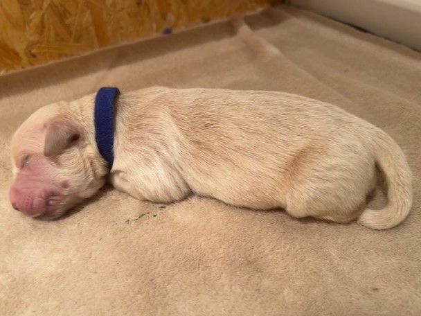 Iratiko - Chiots disponibles - Golden Retriever