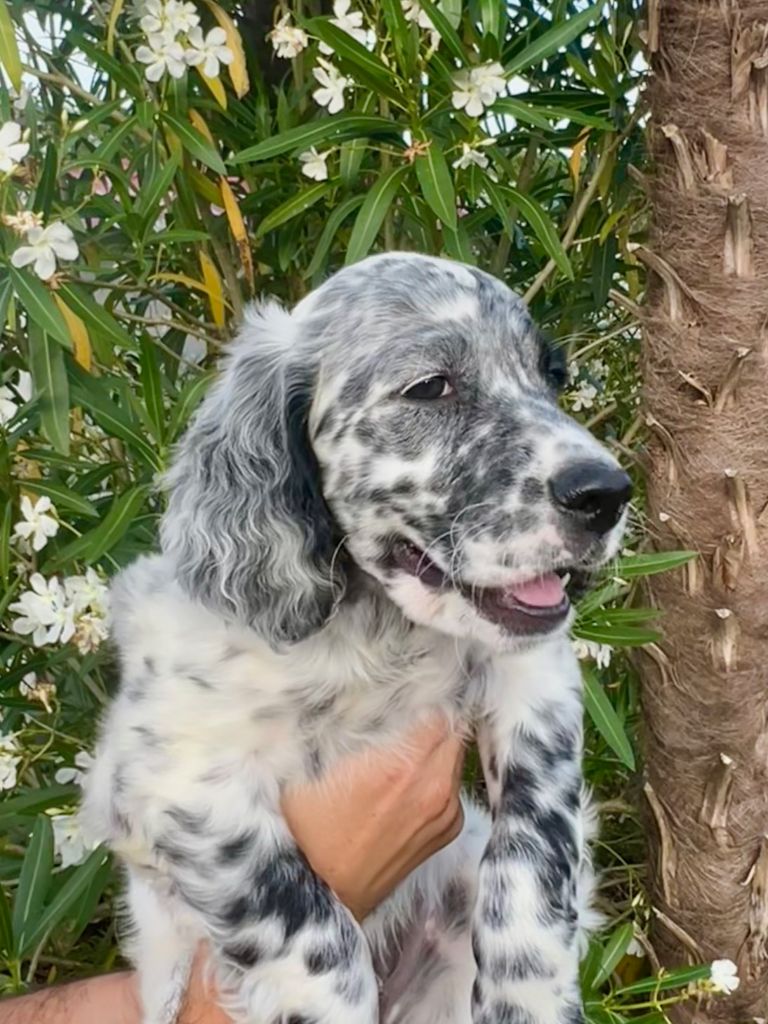 Iratiko - Chiots disponibles - Setter Anglais
