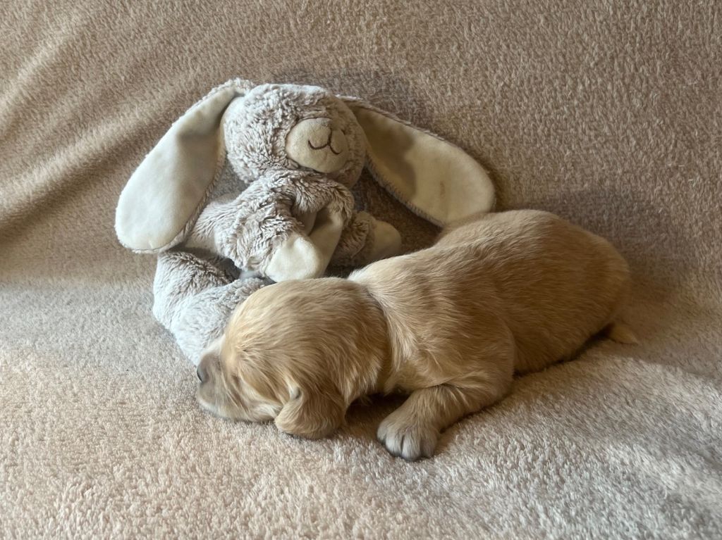 Iratiko - Chiots disponibles - Golden Retriever