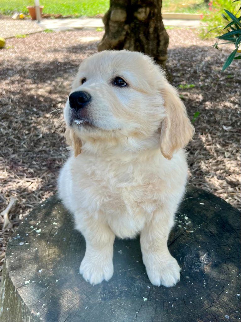 Miss Jaune