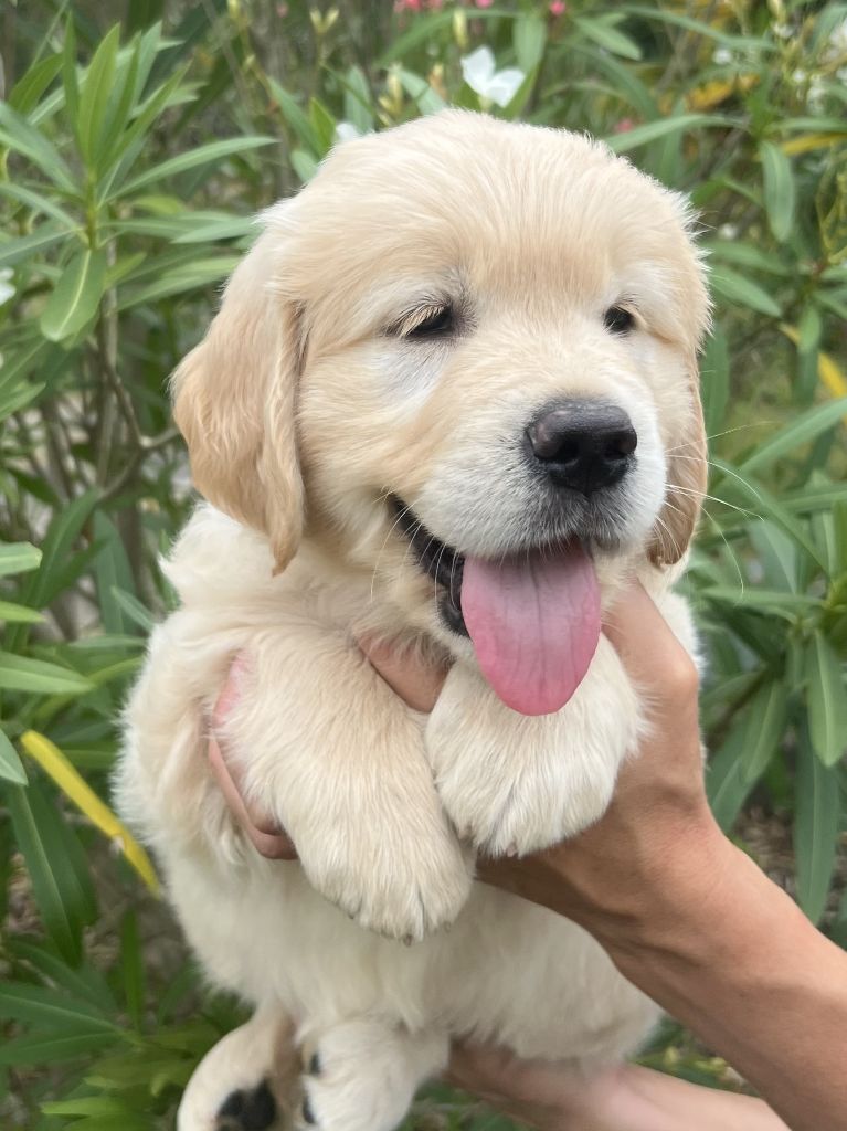 Iratiko - Chiots disponibles - Golden Retriever