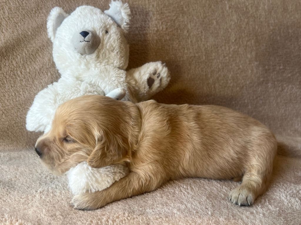 Iratiko - Chiots disponibles - Golden Retriever