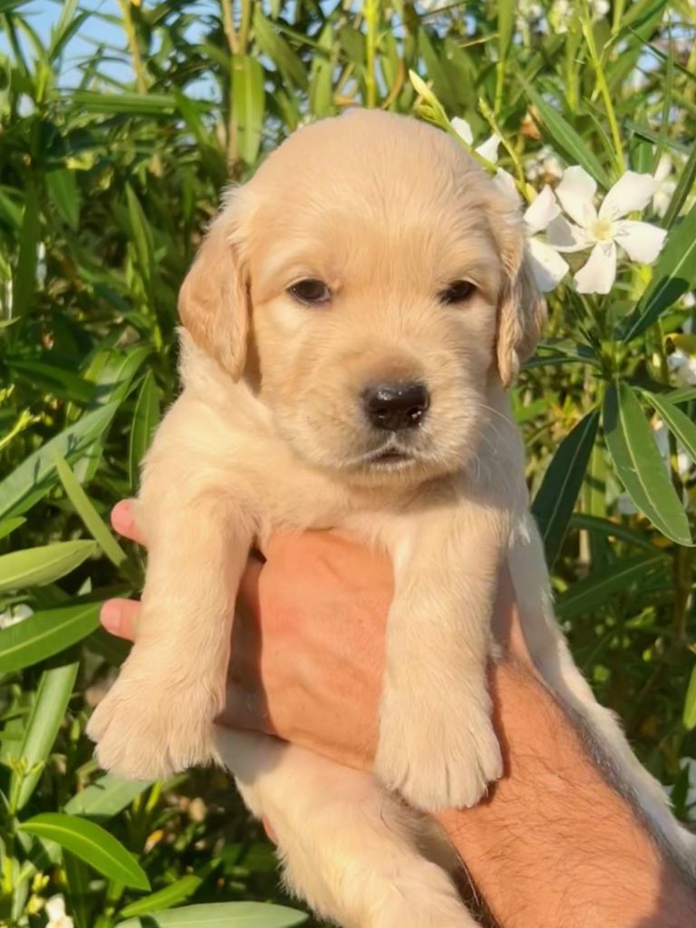 Iratiko - Chiots disponibles - Golden Retriever
