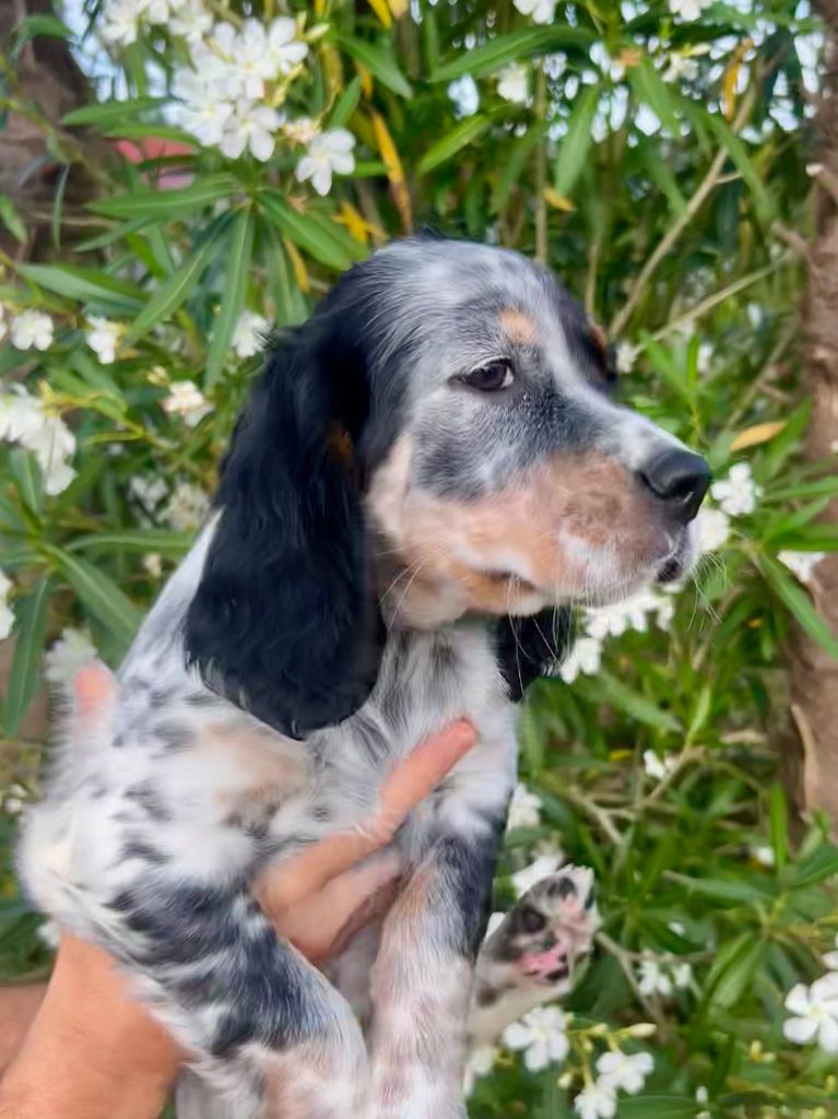 Iratiko - Chiots disponibles - Setter Anglais