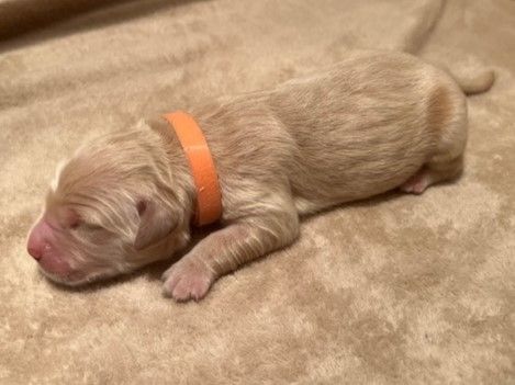 Iratiko - Chiots disponibles - Golden Retriever