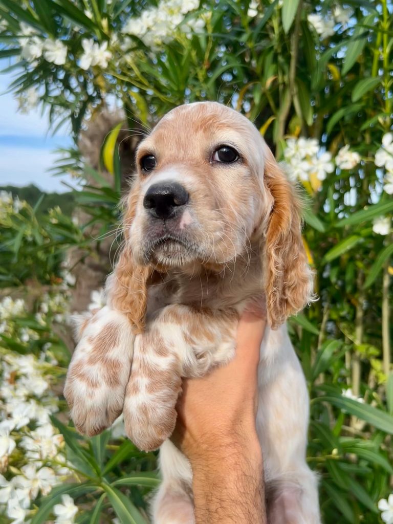 Iratiko - Chiots disponibles - Setter Anglais