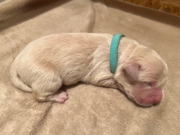 Iratiko - Chiots disponibles - Golden Retriever