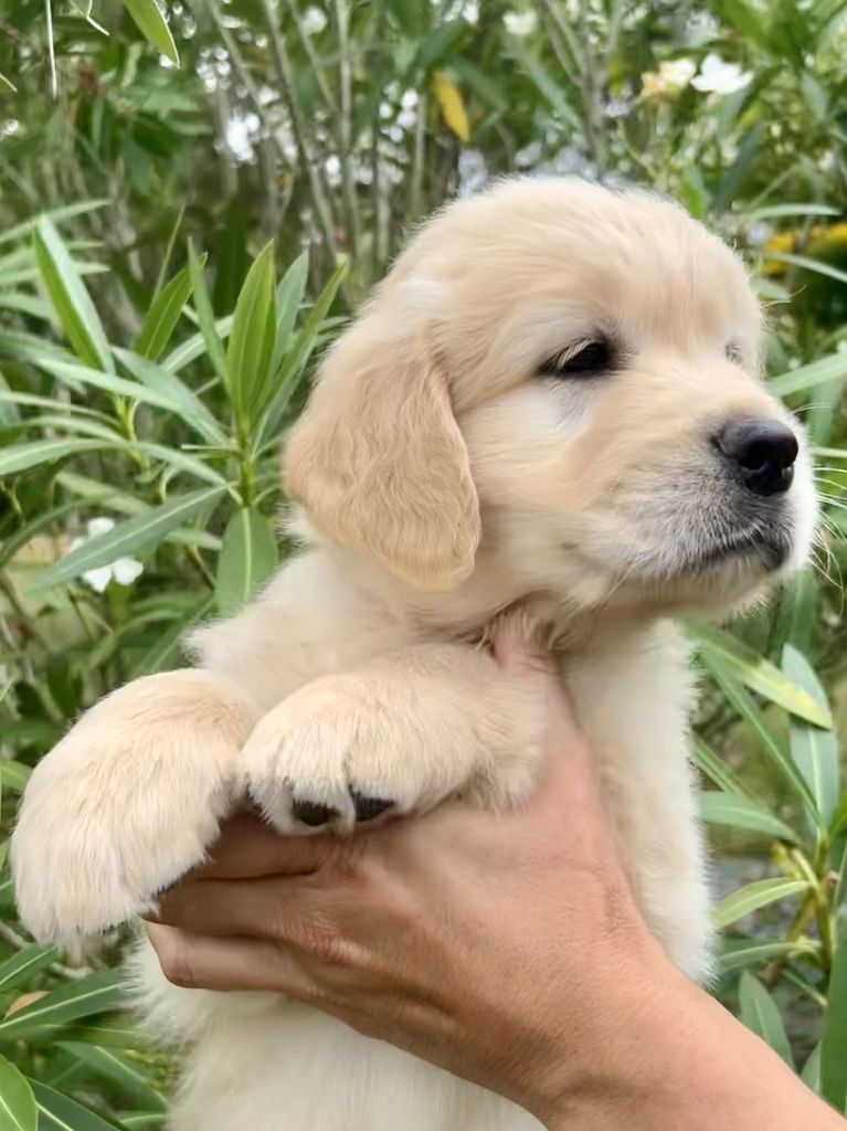 Iratiko - Chiots disponibles - Golden Retriever