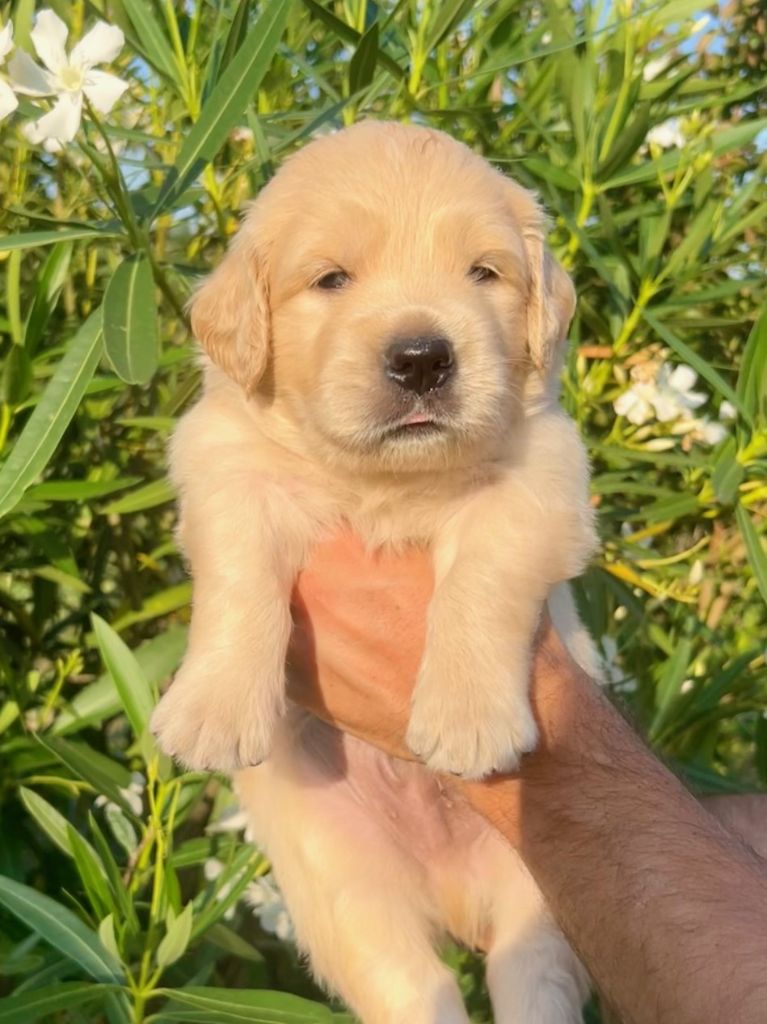 Iratiko - Chiots disponibles - Golden Retriever