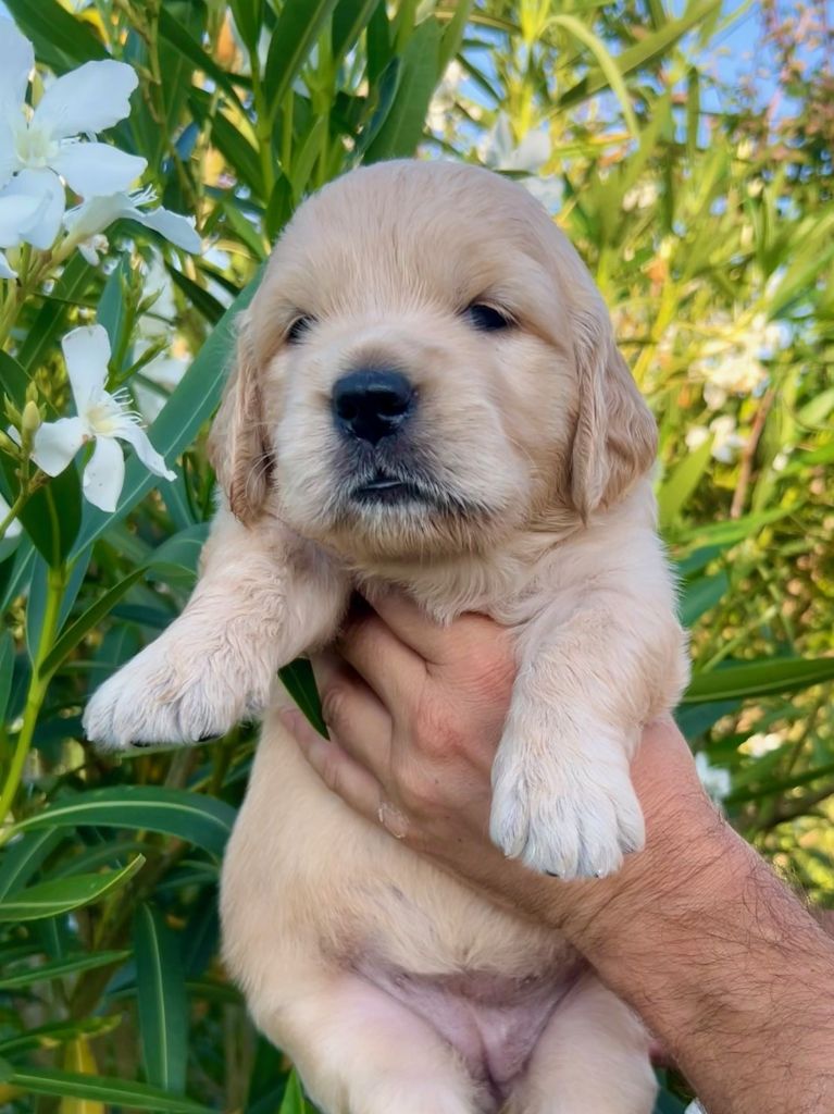 Iratiko - Chiots disponibles - Golden Retriever