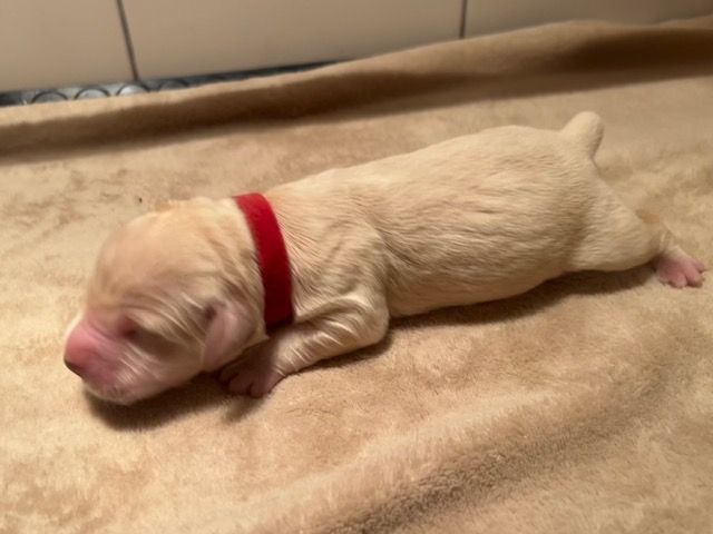 Iratiko - Chiots disponibles - Golden Retriever